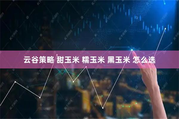 云谷策略 甜玉米 糯玉米 黑玉米 怎么选